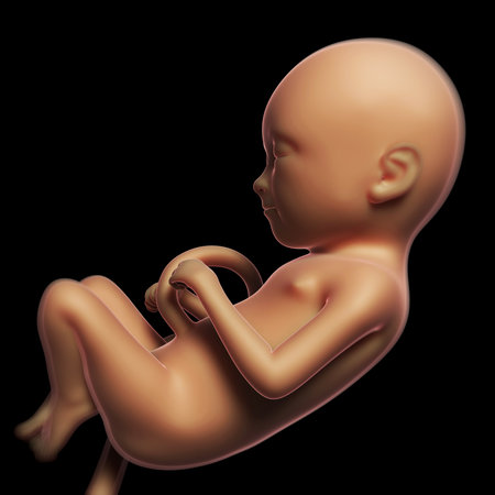 3d rendered illustration of a human fetusの写真素材