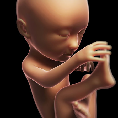 3d rendered illustration of a human fetus month 7の写真素材