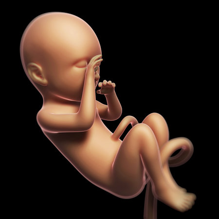 3d rendered illustration of a human fetus month 9の写真素材