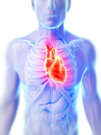 3d rendered illustration of the human heart 3d rendered illustration of the human heart