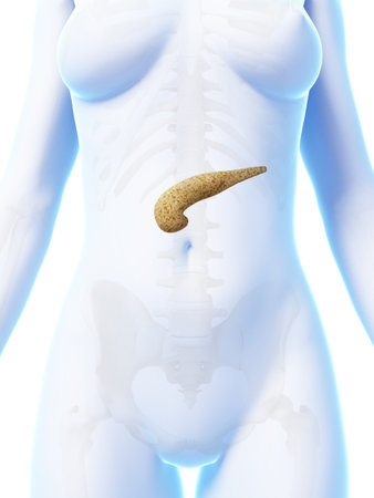 3d rendered illustration of the female pancreasの写真素材