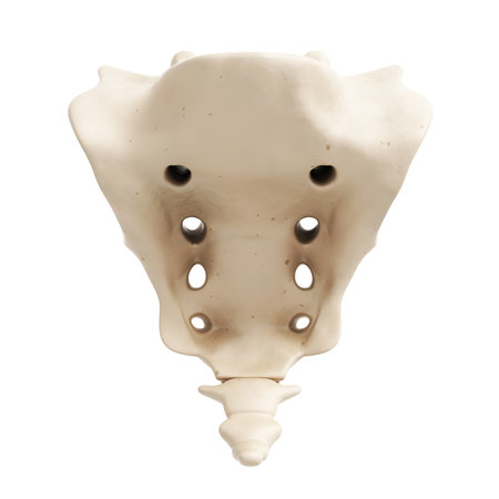 3d rendered illustration of the sacrumの写真素材