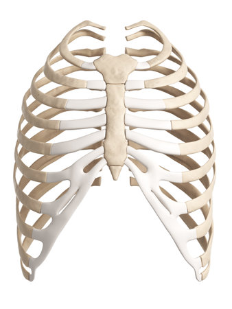 3d rendered illustration of the rib cageの写真素材