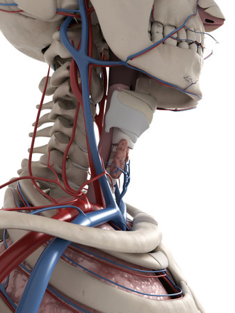 3d rendered illustration of the neck anatomy