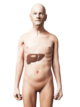 3d rendered illustration of an old man - liverの写真素材