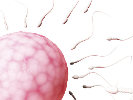 3d rendered illustration of an egg cell and spermの写真素材