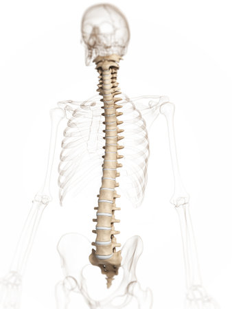 3d rendered illustration of a spineの写真素材
