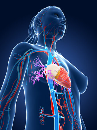 3d rendered medical illustration - female vascular systemの写真素材