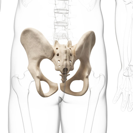 3d rendered illustration of the hip boneの写真素材