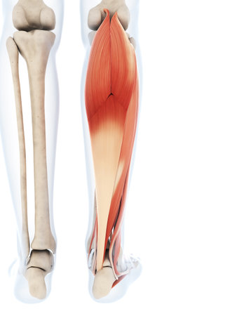 3d rendered illustration of the lower leg musclesの写真素材