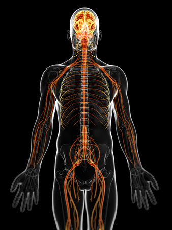 3d rendered illustration of the male nervous systemの写真素材