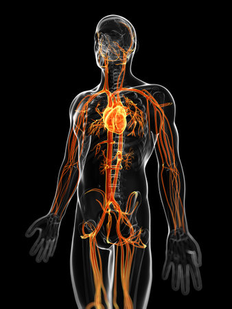3d rendered illustration of the male vascular systemの写真素材