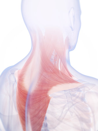 3d rendered illustration of the neck musculatureの写真素材