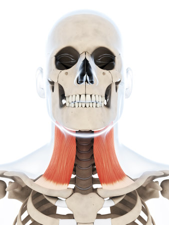 3d rendered illustration of the platysma muscle