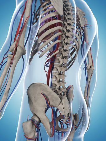 3d rendered illustration of the male skeleton and vascular system