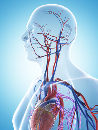 3d rendered illustration of the male vascular systemの写真素材