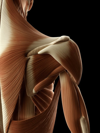 medical illustration of the shoulder musclesの写真素材
