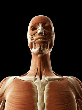 medical illustration of the head and face muscles