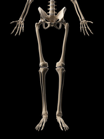 medical illustration of the leg bones