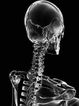 medical illustration of the skull and neckの写真素材