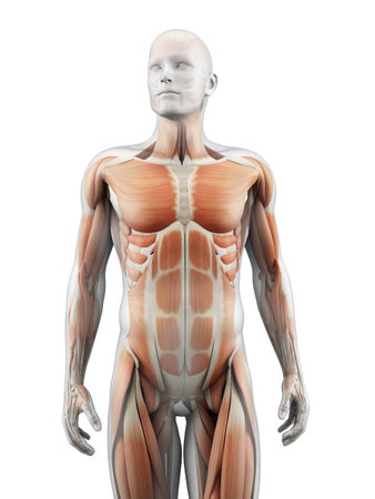 medical illustration of the musclesの写真素材