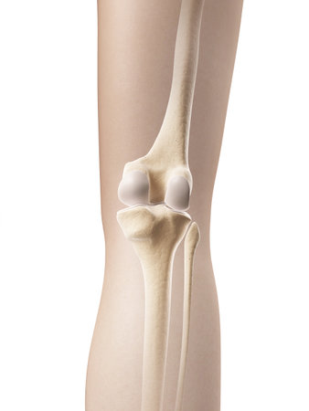 knee joint - skeletal anatomy