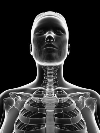transparent female skeleton - neckの写真素材