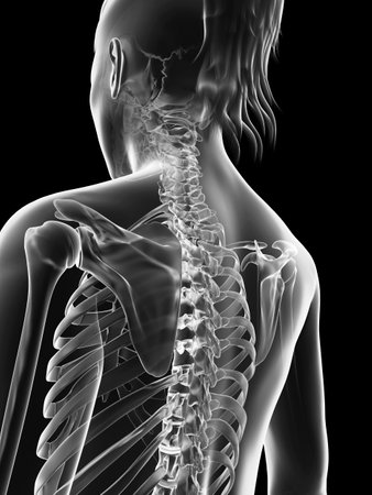 transparent female skeleton - upper bodyの写真素材