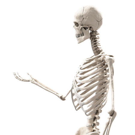 skeleton holding somethingの写真素材