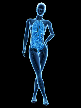 medical 3d illustration - female anatomy - inner organsの写真素材