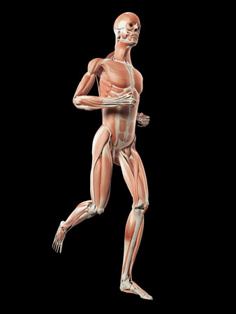 medical 3d illustration - male jogger - muscle systemの写真素材