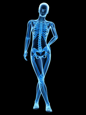 medical 3d illustration - female anatomy - skeletonの写真素材