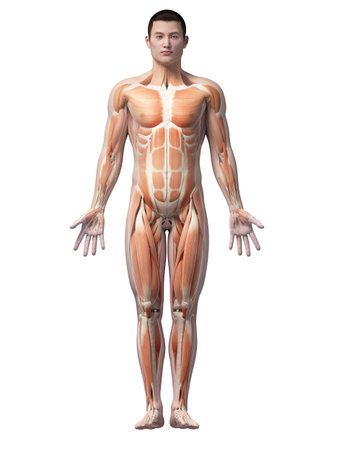 muscles of an asian male guyの写真素材