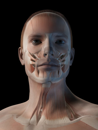 medical 3d illustration - male muscle system - facial musclesの写真素材
