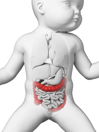 medical illustration showing the colon of a babyの写真素材