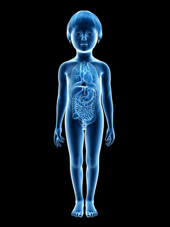 anatomy of a young child - organsの写真素材