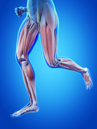 jogging woman with visible blood musclesの写真素材