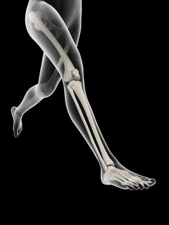 woman running - visible anatomy of the leg bonesの写真素材