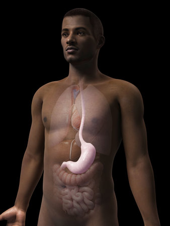 anatomy of an african american man - stomachの写真素材