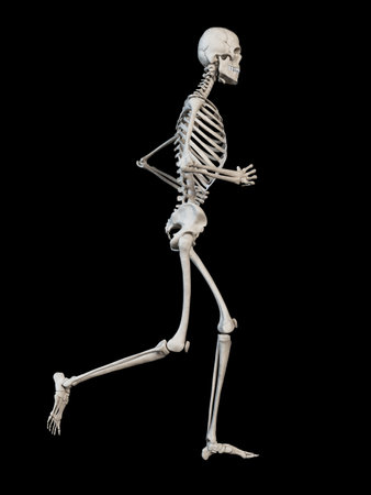medical illustration - running skeletonの写真素材