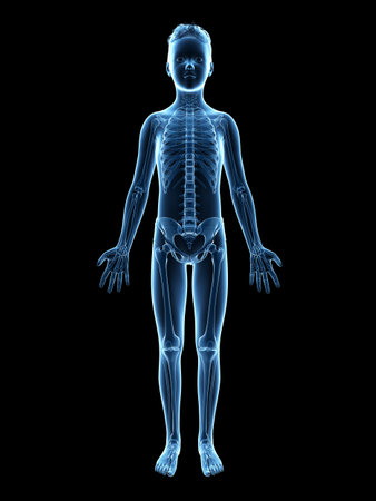 anatomy of a young boy - the skeletonの写真素材