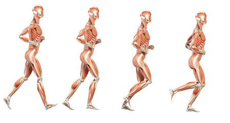 running cycle illustration - the musclesの写真素材