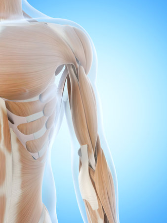 anatomy illustration showing the arm muscles