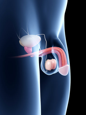 anatomy illustration of the human penis