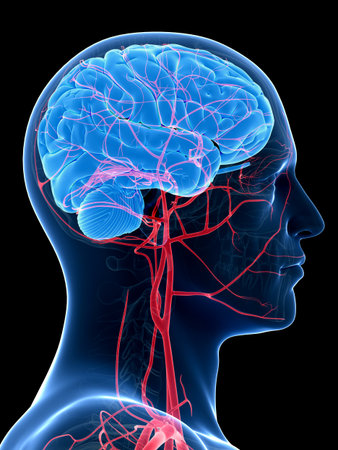 medical illustration of the brain and head arteries