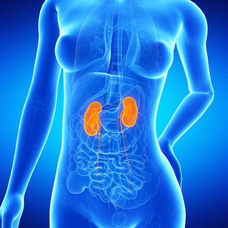 medical illustration of the femaleÂ´s kidneys