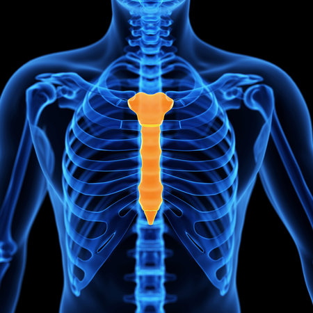 medical 3d illustration of the breastboneの写真素材