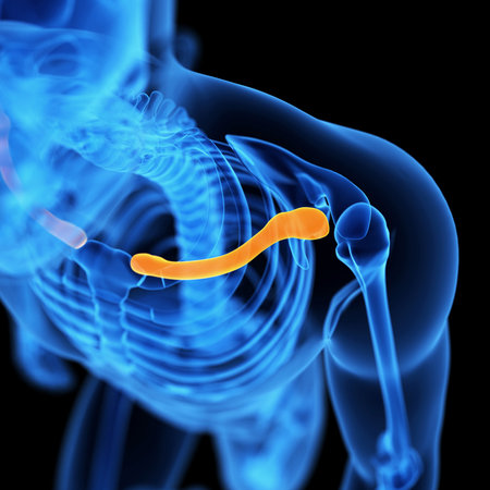 medical illustration of the clavicle boneの写真素材