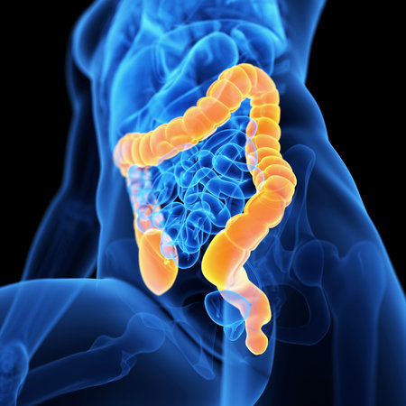 medical 3d illustration of the colon