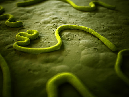 medical illustration of the ebola virusの写真素材